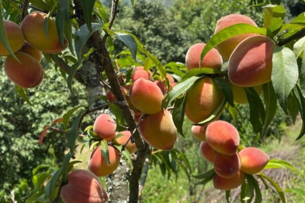 Peaches